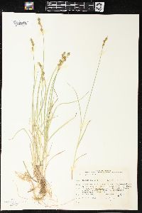 Carex projecta image