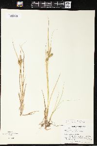 Carex pseudocyperus image