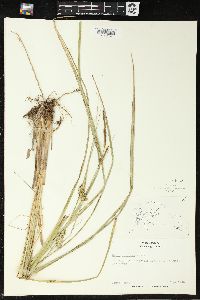 Carex retrorsa image