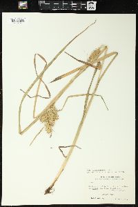 Carex retrorsa image