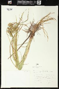 Carex retrorsa image