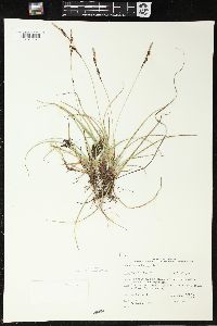 Carex richardsonii image