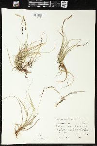 Carex richardsonii image