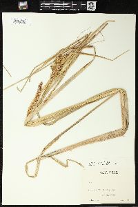 Carex rostrata image