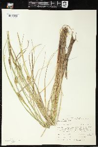 Carex rostrata image