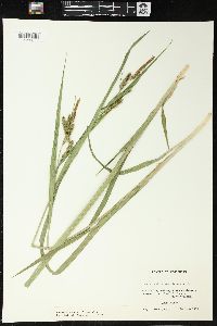 Carex scabrata image