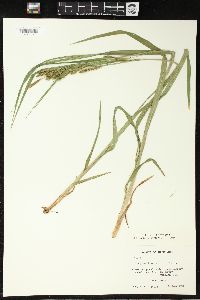 Carex scabrata image