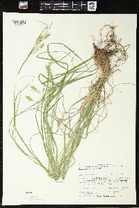 Carex sprengelii image