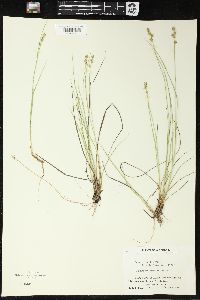 Carex sterilis image