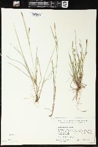 Carex tetanica image