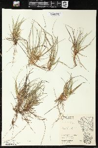 Carex tonsa image