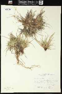 Carex tonsa image