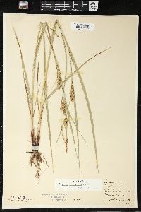 Carex trichocarpa image