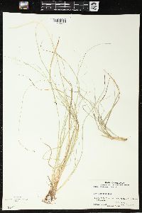 Carex trisperma image