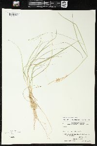 Carex trisperma image