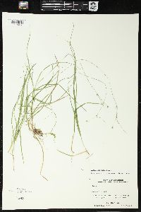 Carex trisperma image