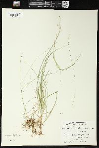 Carex trisperma image