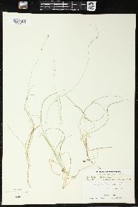 Carex trisperma image