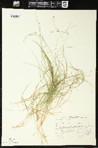 Carex trisperma image