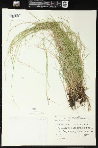 Carex trisperma image