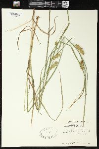 Carex tuckermanii image