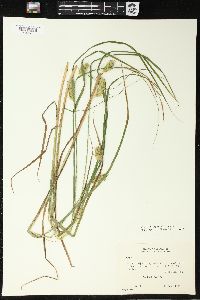 Carex tuckermanii image