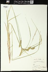 Carex tuckermanii image