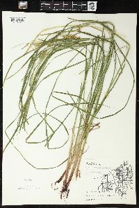 Carex tuckermanii image