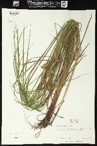 Carex tuckermanii image