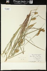 Carex tuckermanii image