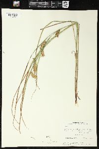 Carex tuckermanii image