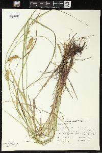 Carex tuckermanii image