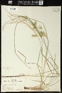 Carex tuckermanii image