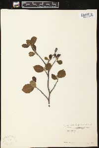 Alnus incana subsp. rugosa image