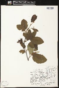 Alnus incana subsp. rugosa image