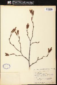 Alnus incana subsp. rugosa image