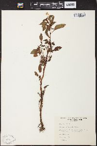 Impatiens biflora image