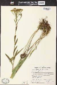 Solidago ohioensis image