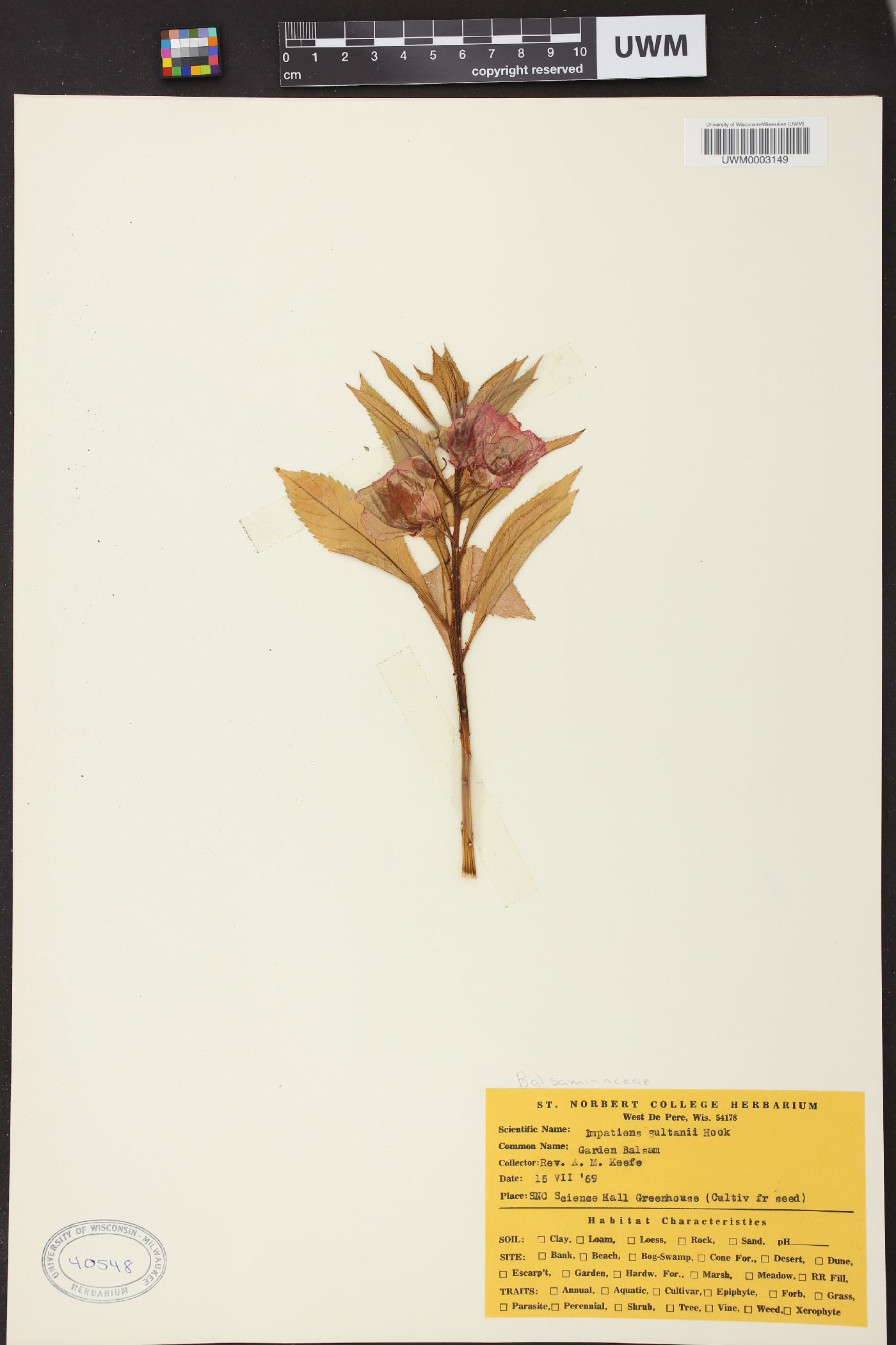 Impatiens sultani image