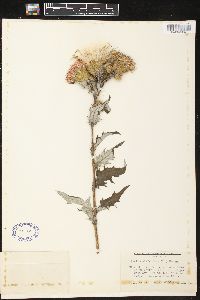 Cirsium altissimum image