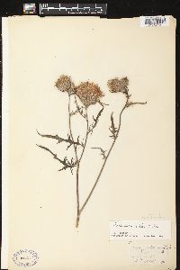 Cirsium muticum image