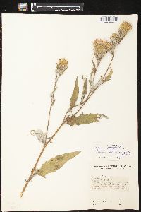 Cirsium altissimum image