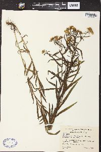 Solidago graminifolia image