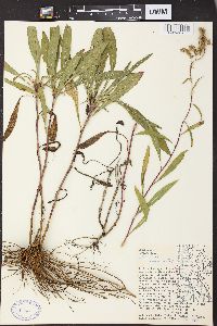 Solidago graminifolia image