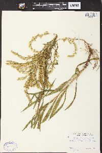 Solidago missouriensis var. fasciculata image