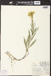 Solidago missouriensis var. fasciculata image