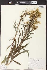 Solidago missouriensis var. fasciculata image