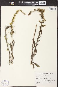 Solidago nemoralis var. nemoralis image