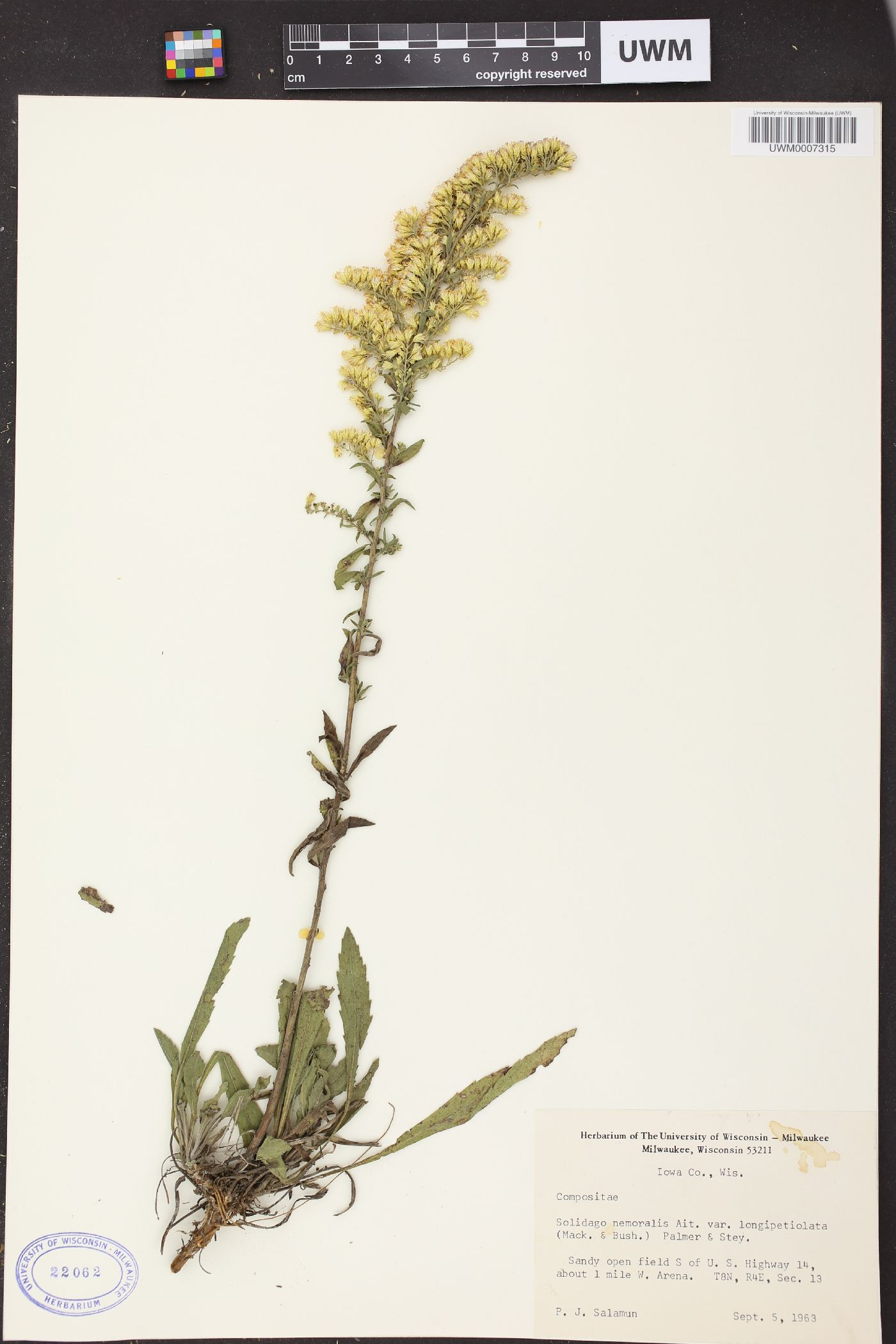 Solidago nemoralis subsp. decemflora image