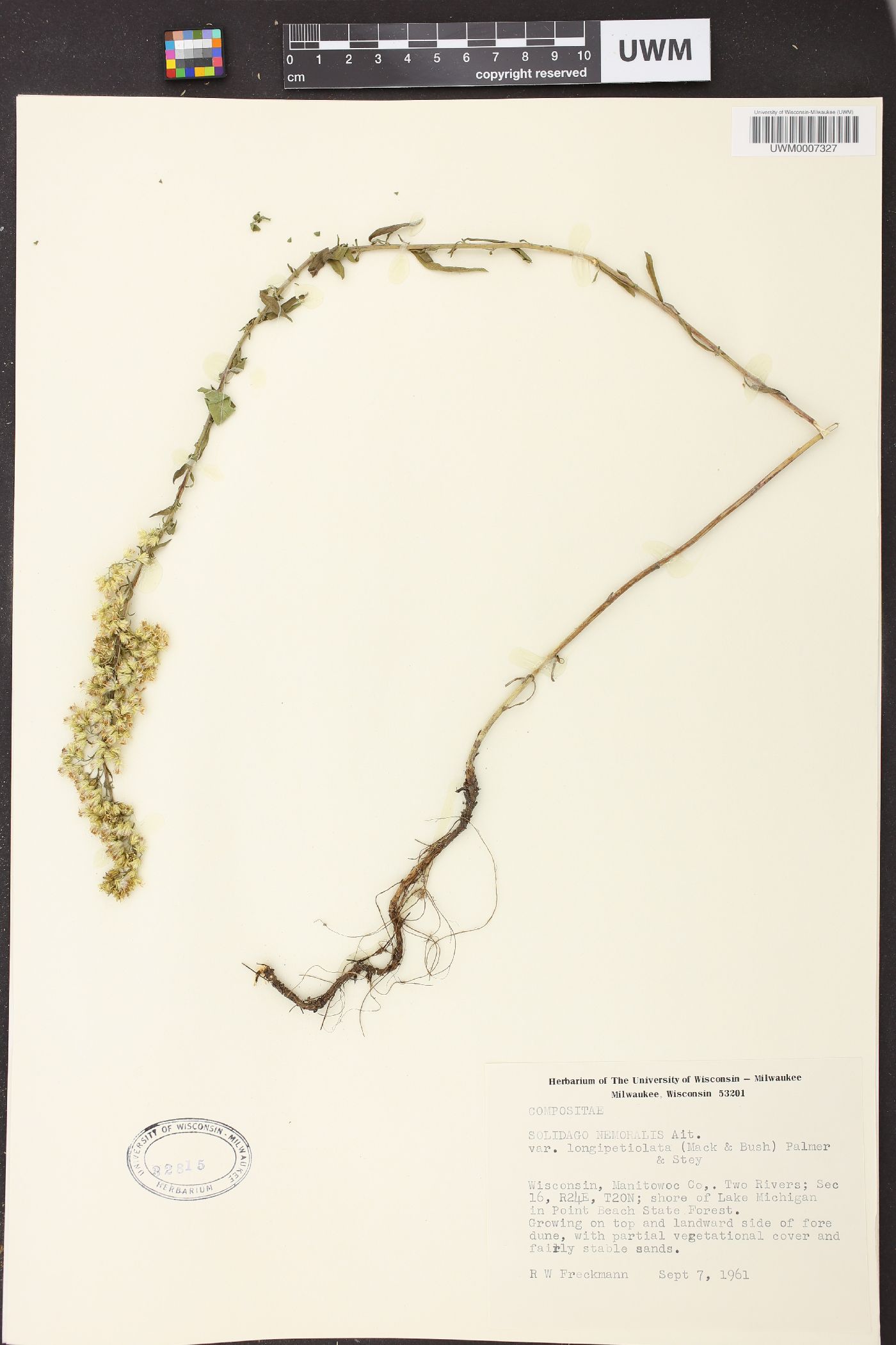 Solidago nemoralis subsp. decemflora image